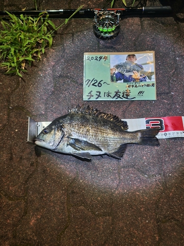 チヌの釣果