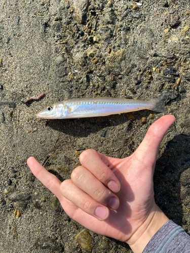 キスの釣果