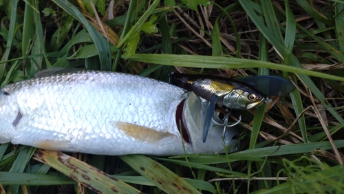 ハスの釣果