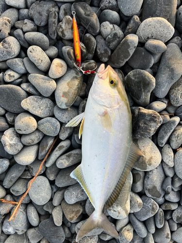 ショゴの釣果