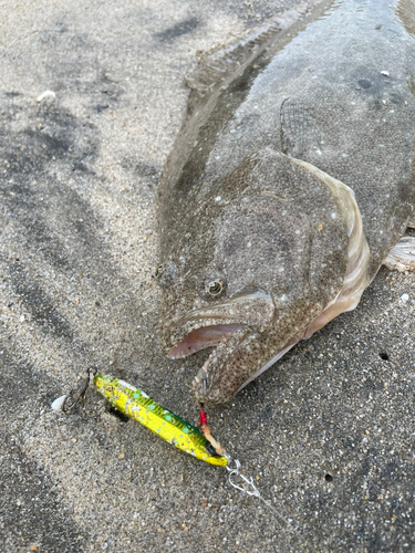 ヒラメの釣果