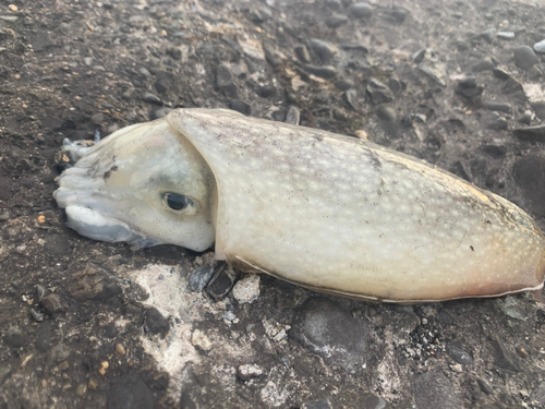 シリヤケイカの釣果