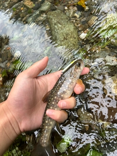 イワナの釣果