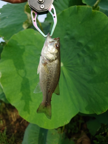 ラージマウスバスの釣果