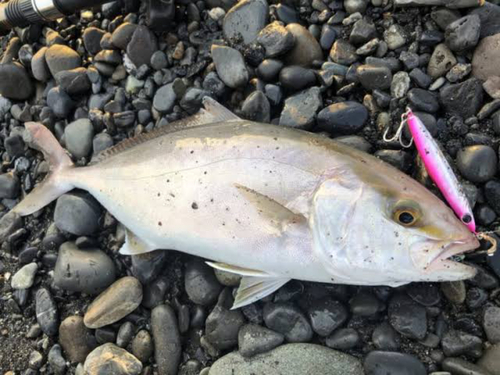 ショゴの釣果