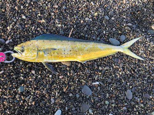 ワカシの釣果