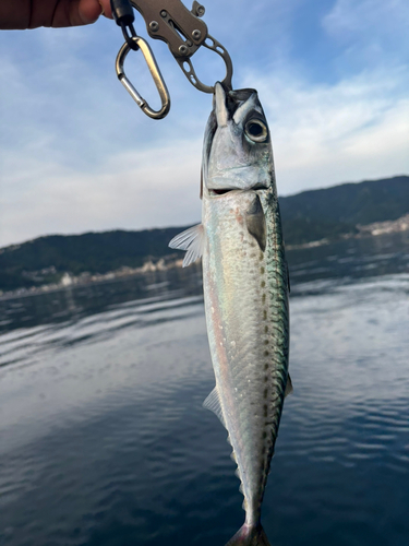 サバの釣果