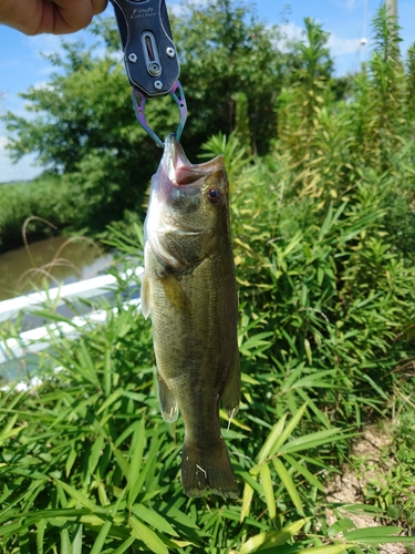 ラージマウスバスの釣果