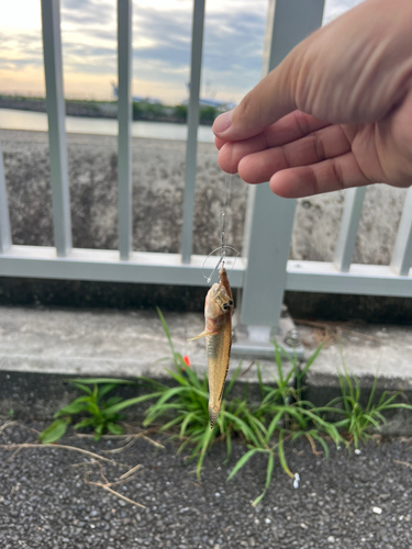 ハゼの釣果