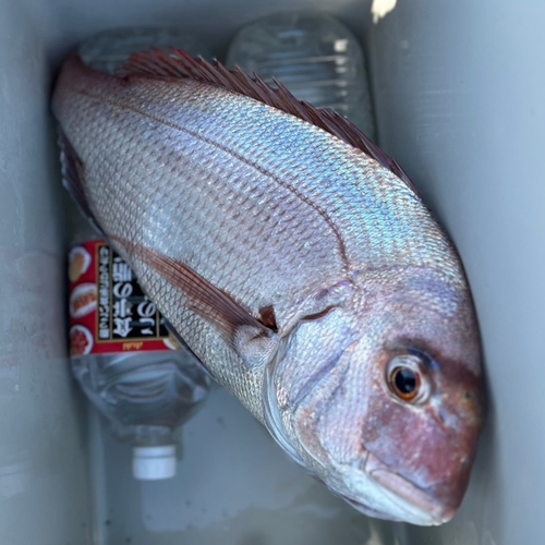 マダイの釣果