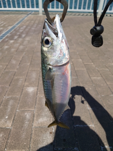 マサバの釣果