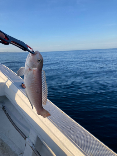 シロアマダイの釣果