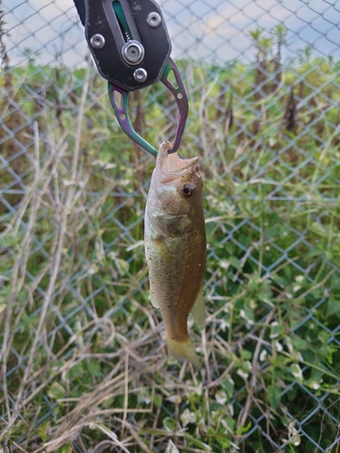 ラージマウスバスの釣果