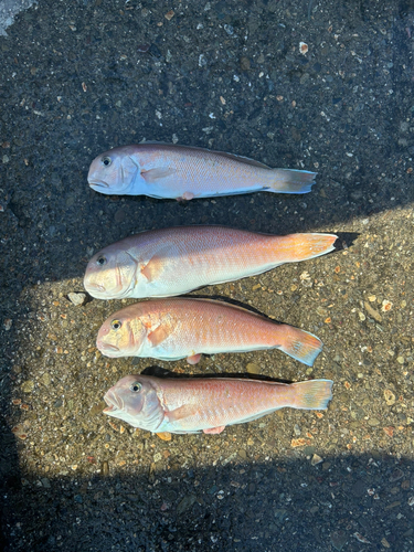 アマダイの釣果