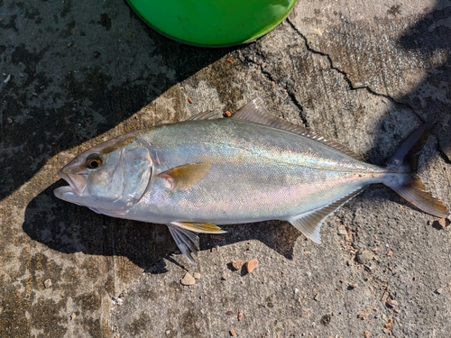 ショゴの釣果