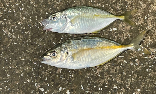 シマアジの釣果