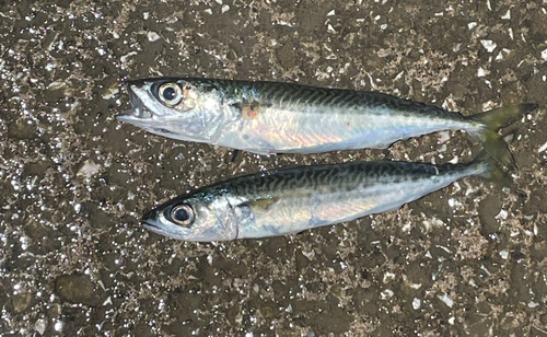 サバの釣果