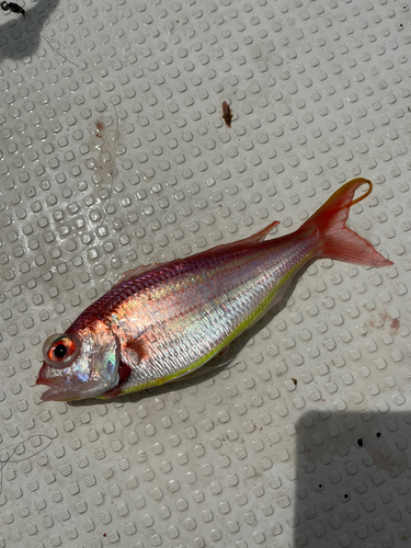 イトヨリダイの釣果