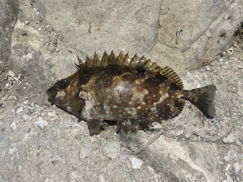 アイゴの釣果