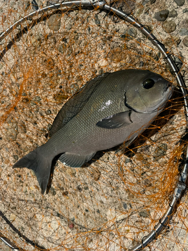 グレの釣果