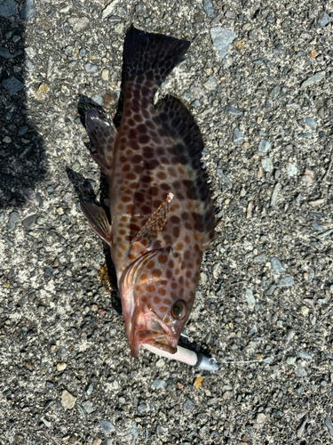 オオモンハタの釣果