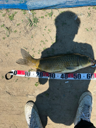 ナマズの釣果