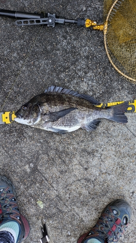 クロダイの釣果