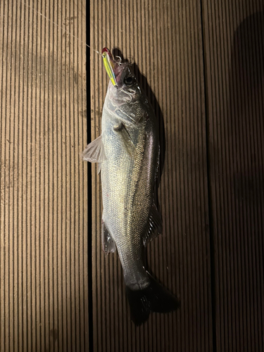 シーバスの釣果