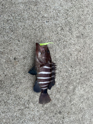 マハタの釣果