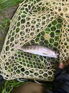 イワナの釣果