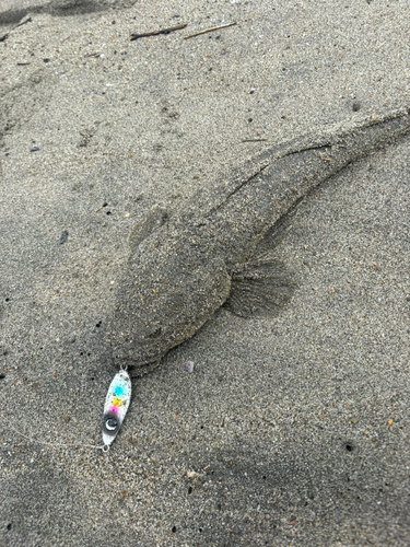 マゴチの釣果