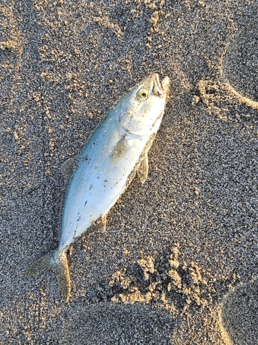 ワカシの釣果