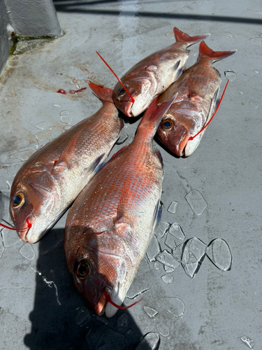 マダイの釣果