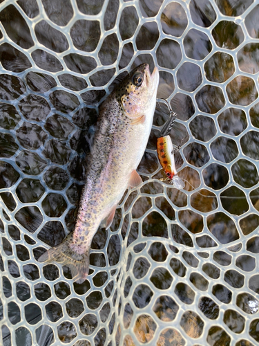 ニジマスの釣果