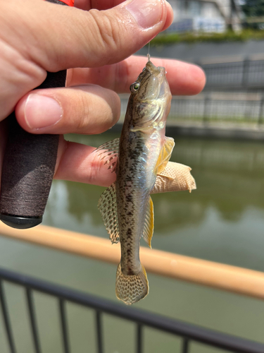 ハゼの釣果