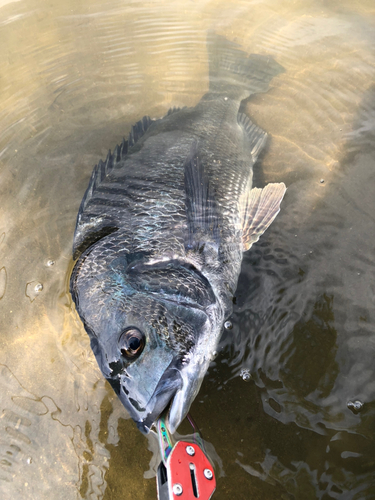 チヌの釣果