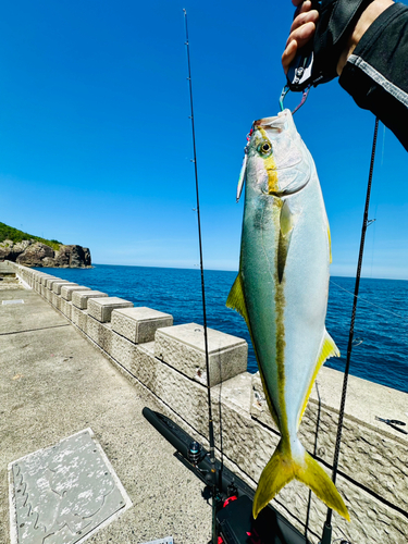 ヒラマサの釣果