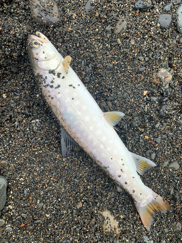 アメマスの釣果