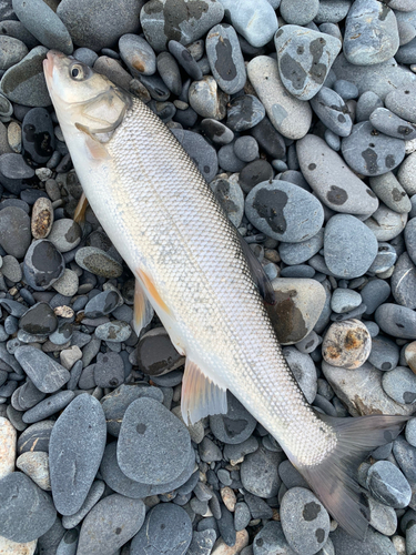 ウグイの釣果