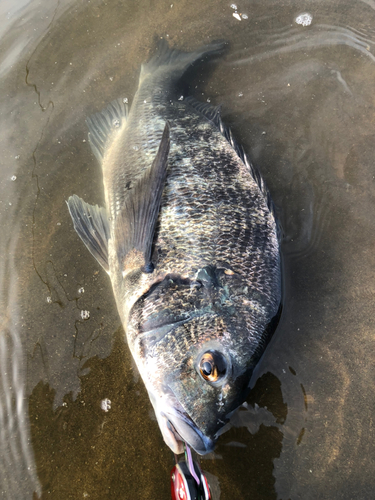 チヌの釣果