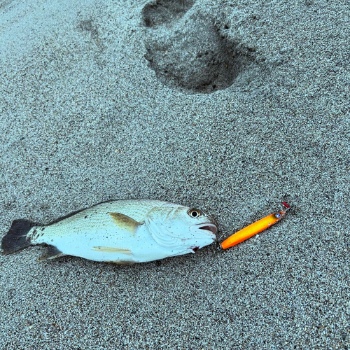 イシモチの釣果