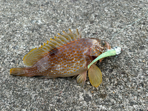 イナダの釣果