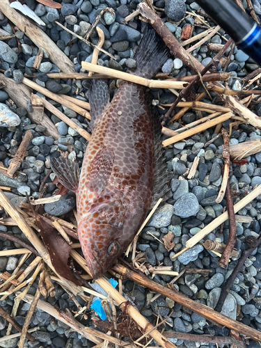 オオモンハタの釣果