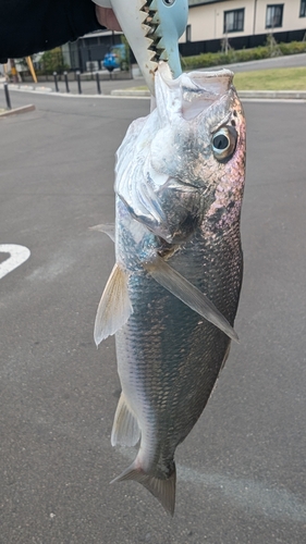 ベッコウゾイの釣果