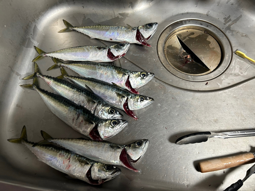 サバの釣果