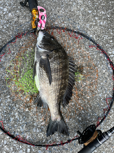 チヌの釣果