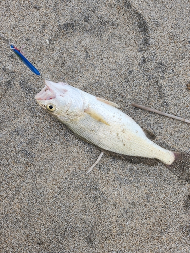 イシモチの釣果