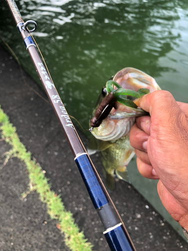 ブラックバスの釣果