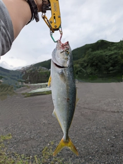 ワカシの釣果