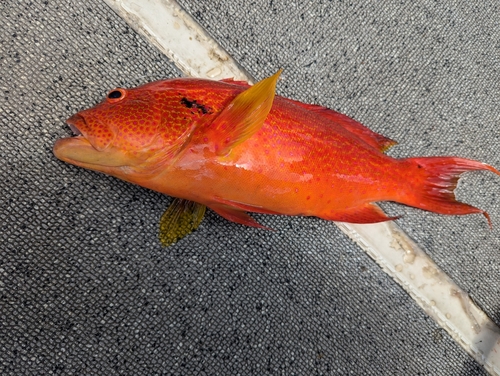 バラハタの釣果